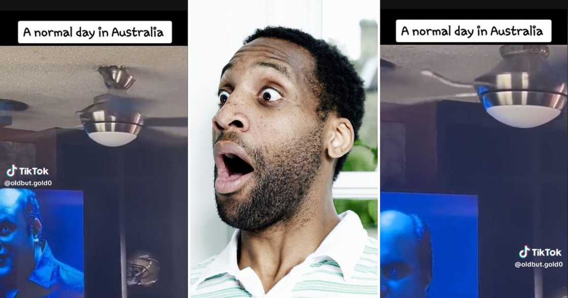 Snake being flung across a room Snake being flung across a room