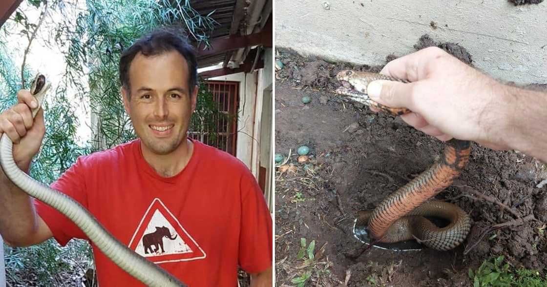 Nick Evans captures Mozambique Spitting Cobra Nick Evans captures Mozambique Spitting Cobra