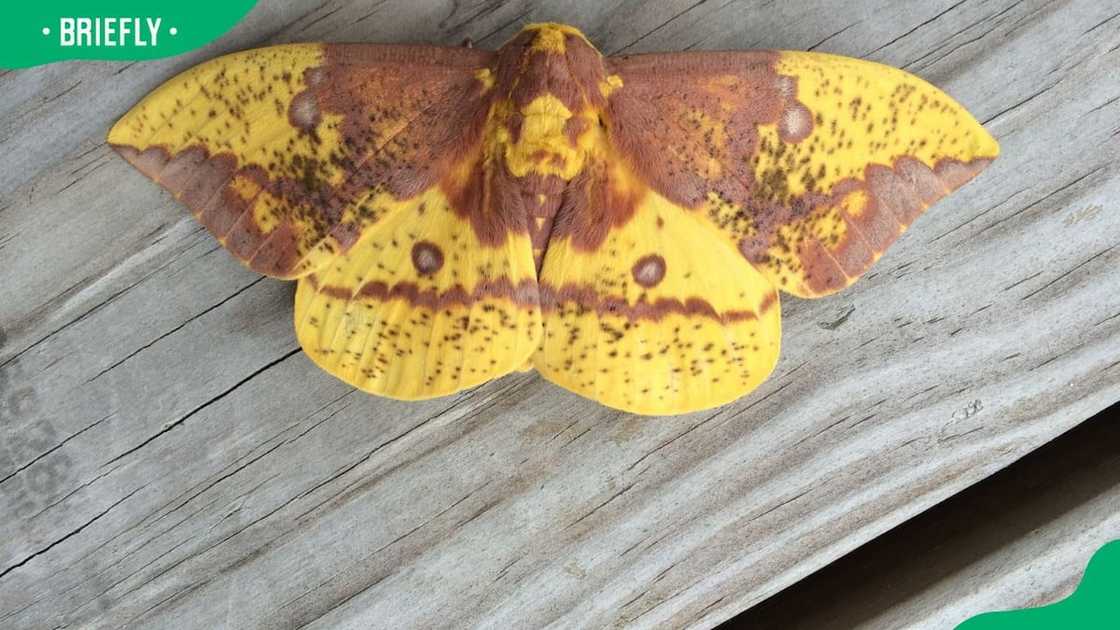 An imperial moth on wood