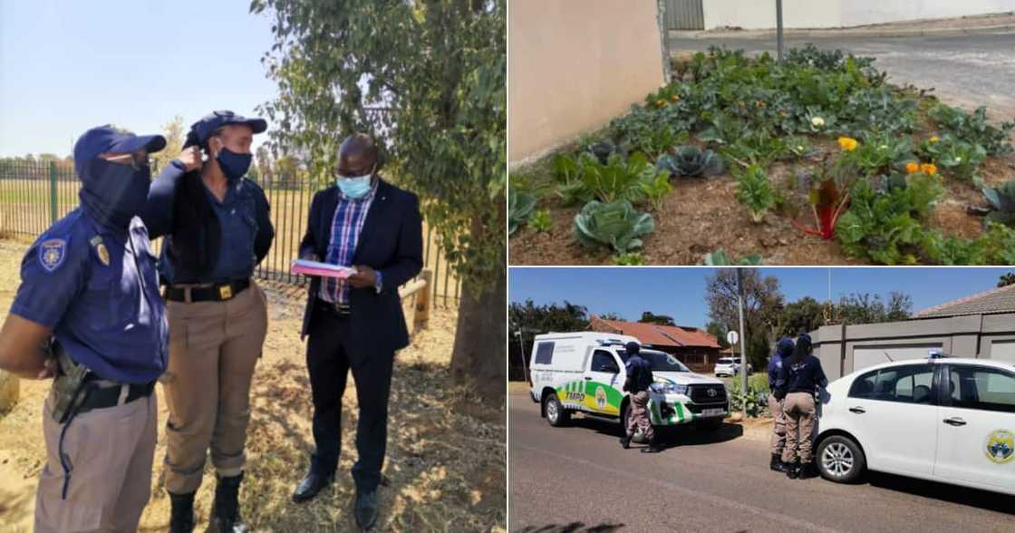 City of Tshwane, Joe Nkuna, Defends, Pavement, Vegetable garden, Cabbages