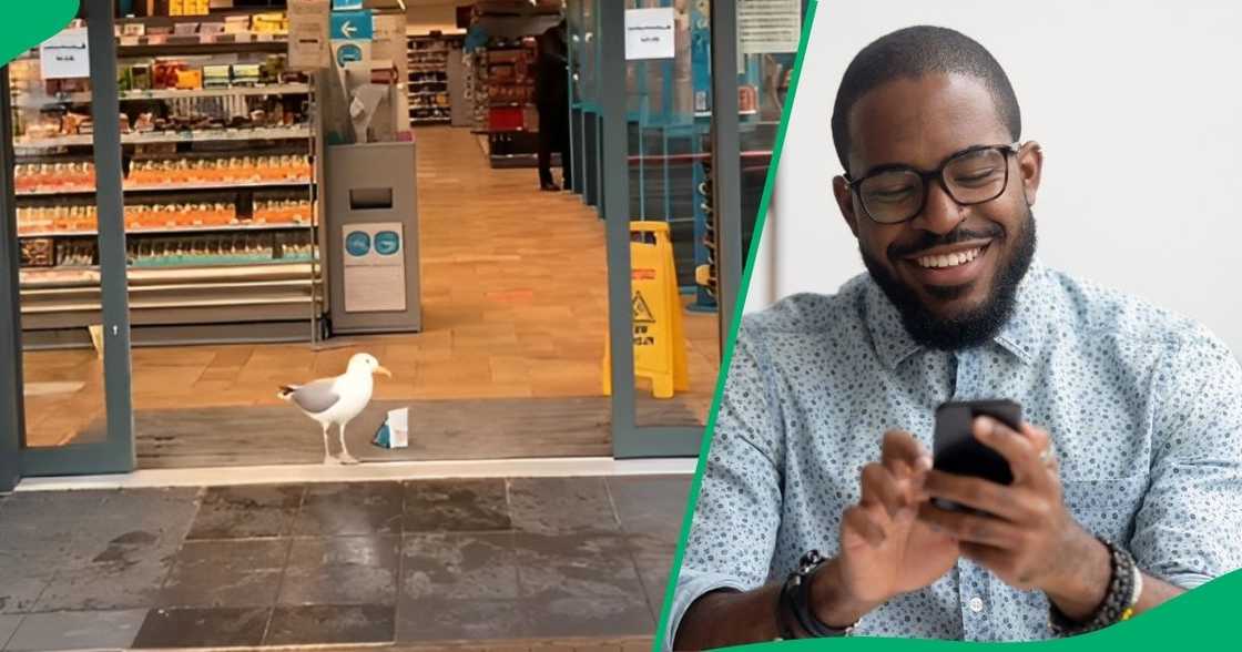 A seagull found a clever way to get breakfast, leaving the internet entertained. A seagull found a clever way to get breakfast, leaving the internet entertained.