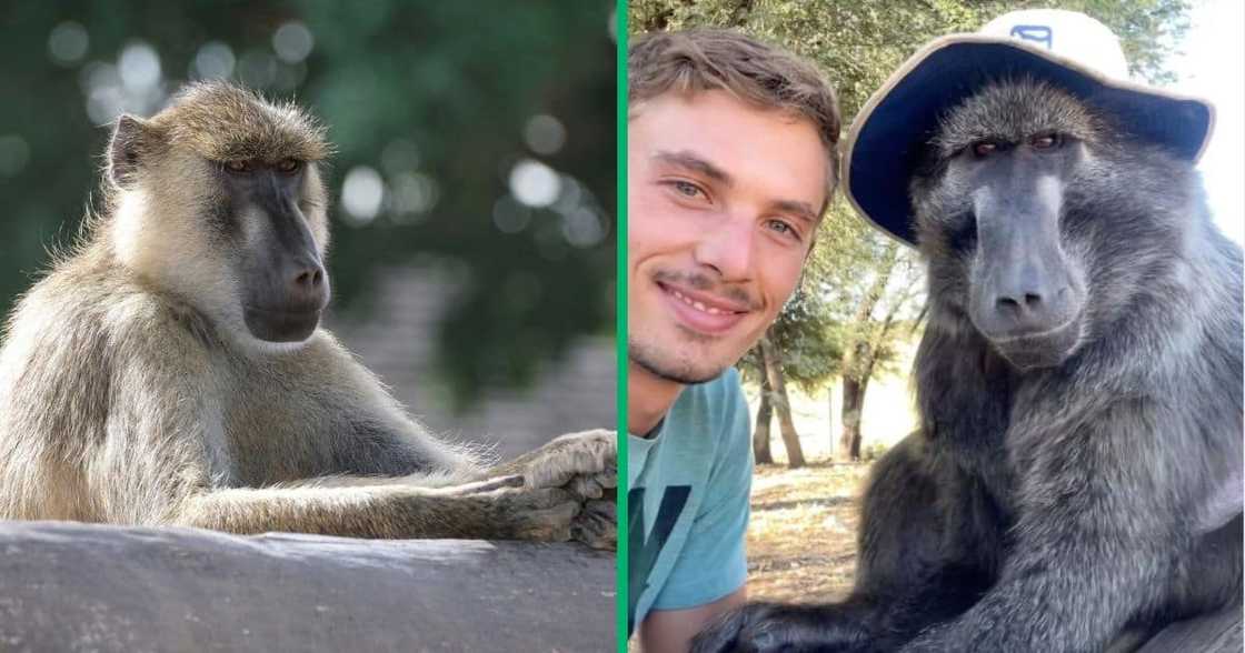 A man shared a video showing how he let a baboon stay the night in his home