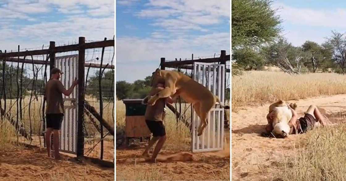 Man, pet lion, jump, excited for her walk, viral video, trending news, viral news, lioness, Sirga the lioness, Val Gruener Man, pet lion, jump, excited for her walk, viral video, trending news, viral news, lioness, Sirga the lioness, Val Gruener