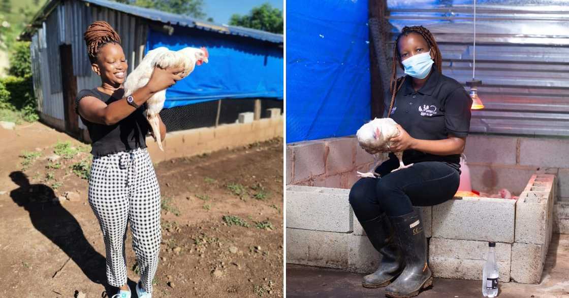 farmer, poultry farming, Ntobeko Mafu, Pietermaritzburg, 21, author, graduate, human resources, GBV, domestic abuse, agriculture farmer, poultry farming, Ntobeko Mafu, Pietermaritzburg, 21, author, graduate, human resources, GBV, domestic abuse, agriculture