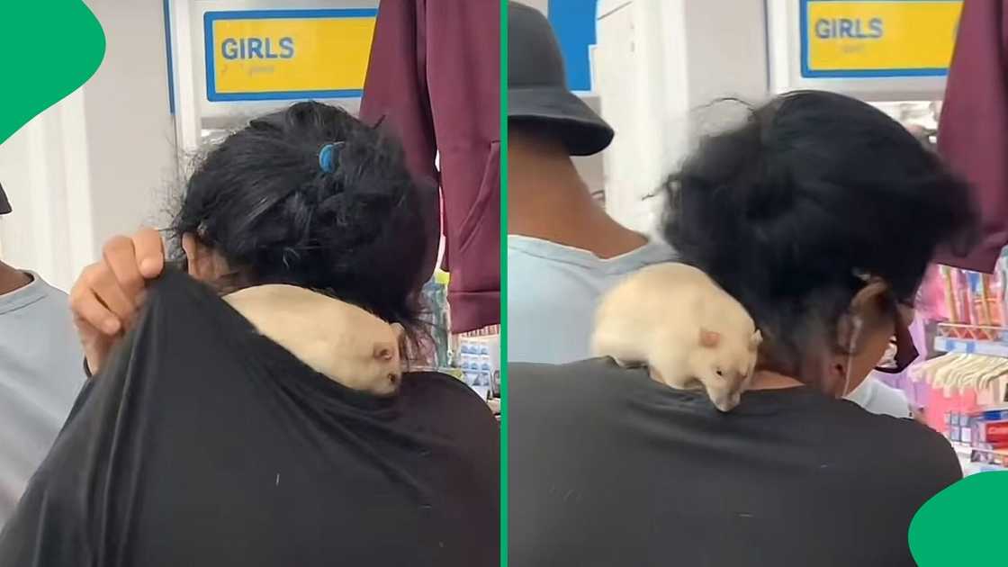 A TikTok video shows a woman carrying her pet rat in a PEP store.