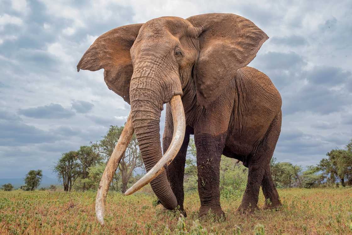 A Big tusker Craig in Amboseli, Kenya with a clouded sky in the background. A Big tusker Craig in Amboseli, Kenya with a clouded sky in the background.