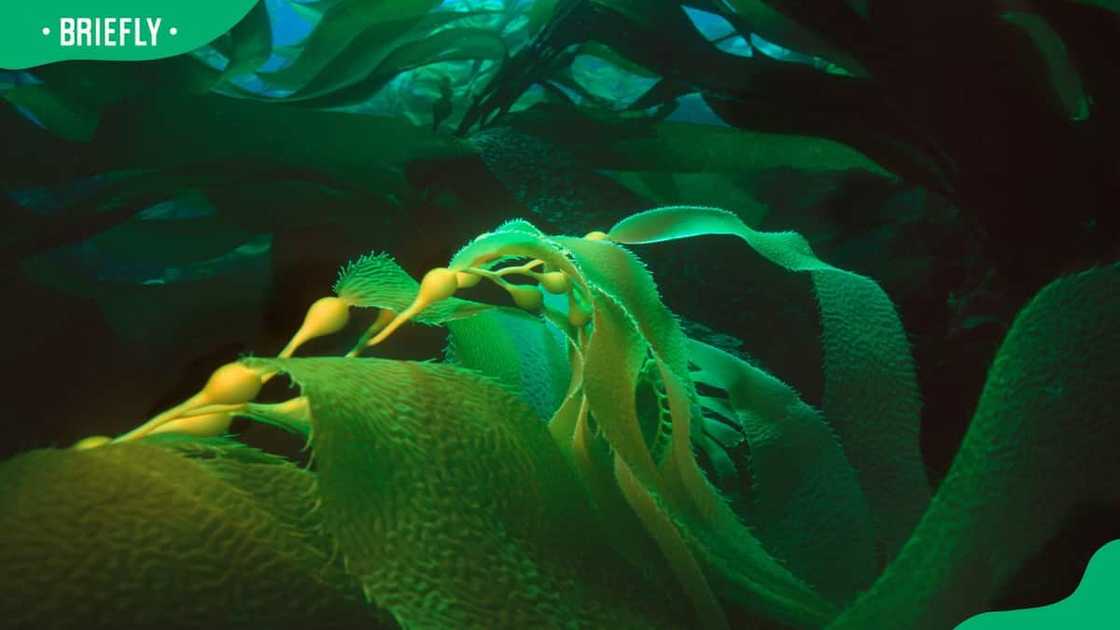 New Hampshire seaweed law New Hampshire seaweed law
