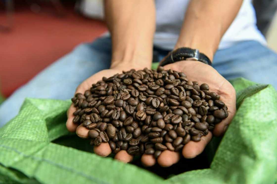 Robusta coffee has a dire reputation, but a small group of farmers in Vietnam is trying to turn the bean's fortunes around Robusta coffee has a dire reputation, but a small group of farmers in Vietnam is trying to turn the bean's fortunes around