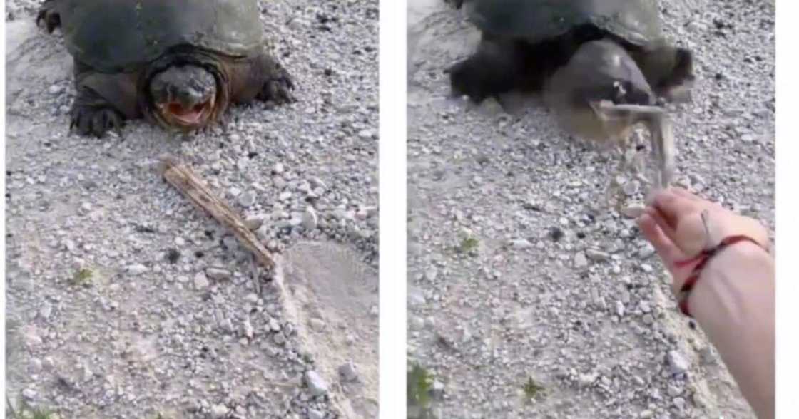 Viral Turtle Jump scare TikTok Video Terrifies Netizens: “My Soul Left My Body Bro”