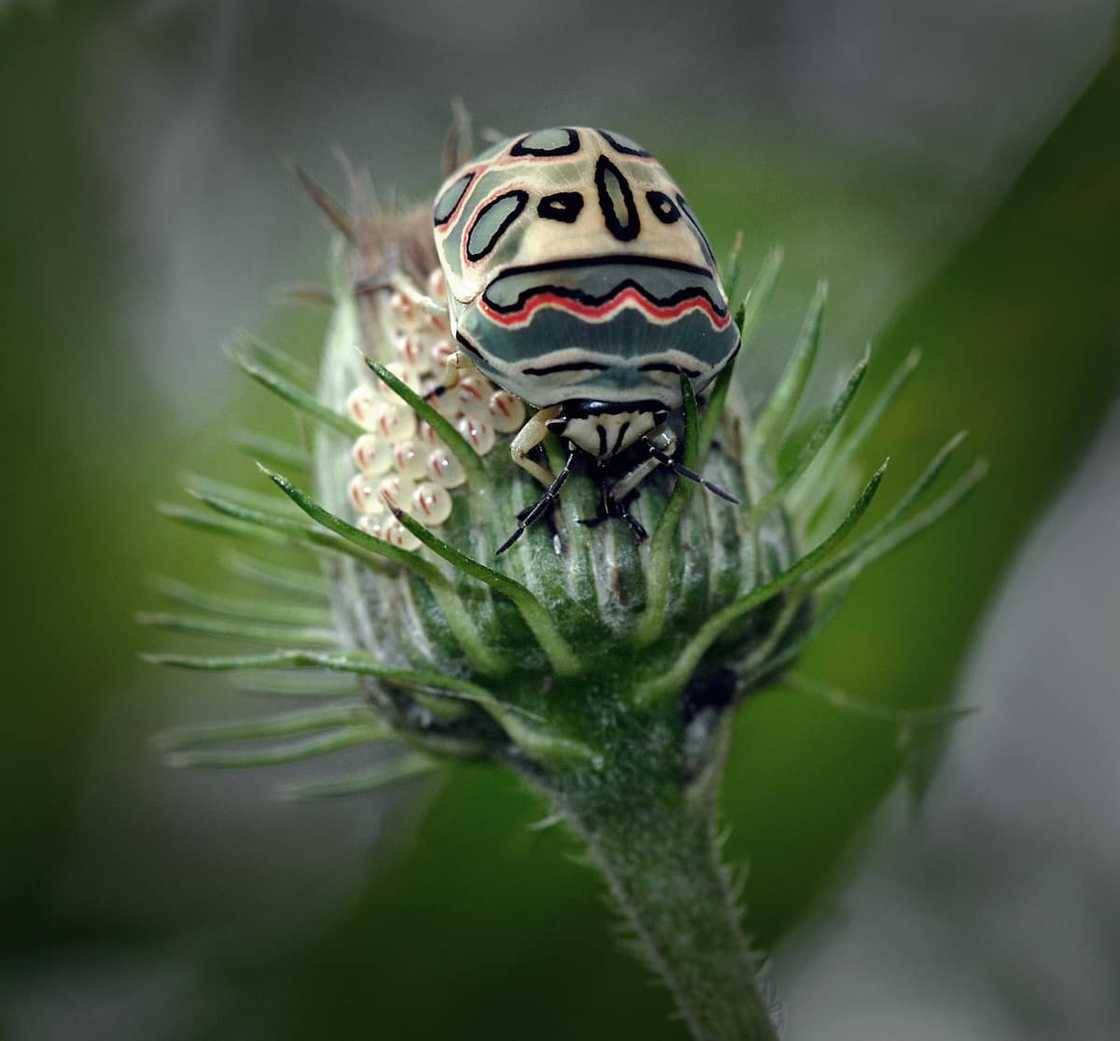 Beautiful bugs Beautiful bugs