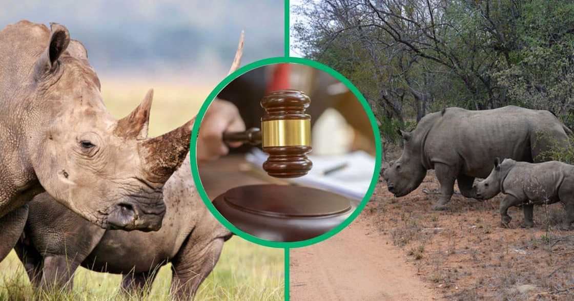 A rhino poacher was handed a 22-year prison sentence A rhino poacher was handed a 22-year prison sentence
