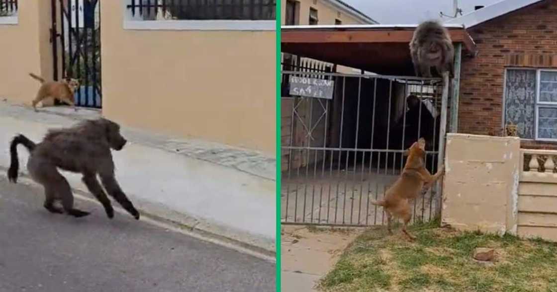 Dog chases baboon in viral video. Dog chases baboon in viral video.