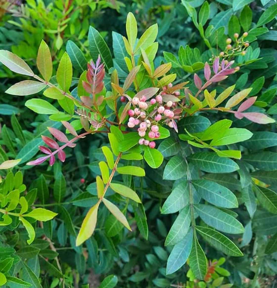 medicinal herbs medicinal herbs