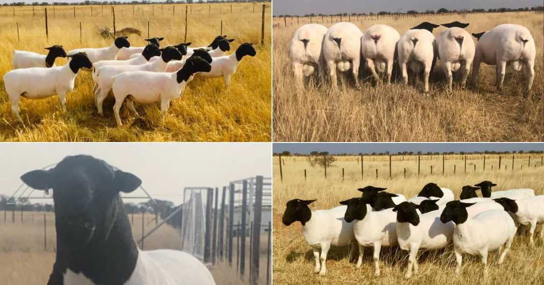 Farmer, Auction, Sheep, Twitter reactions Farmer, Auction, Sheep, Twitter reactions