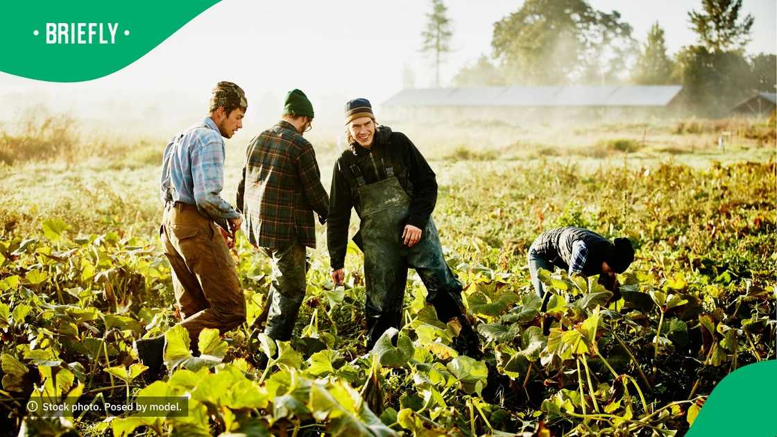 TikTok users wondered how two guys were feeling after seeing them digging the ground TikTok users wondered how two guys were feeling after seeing them digging the ground