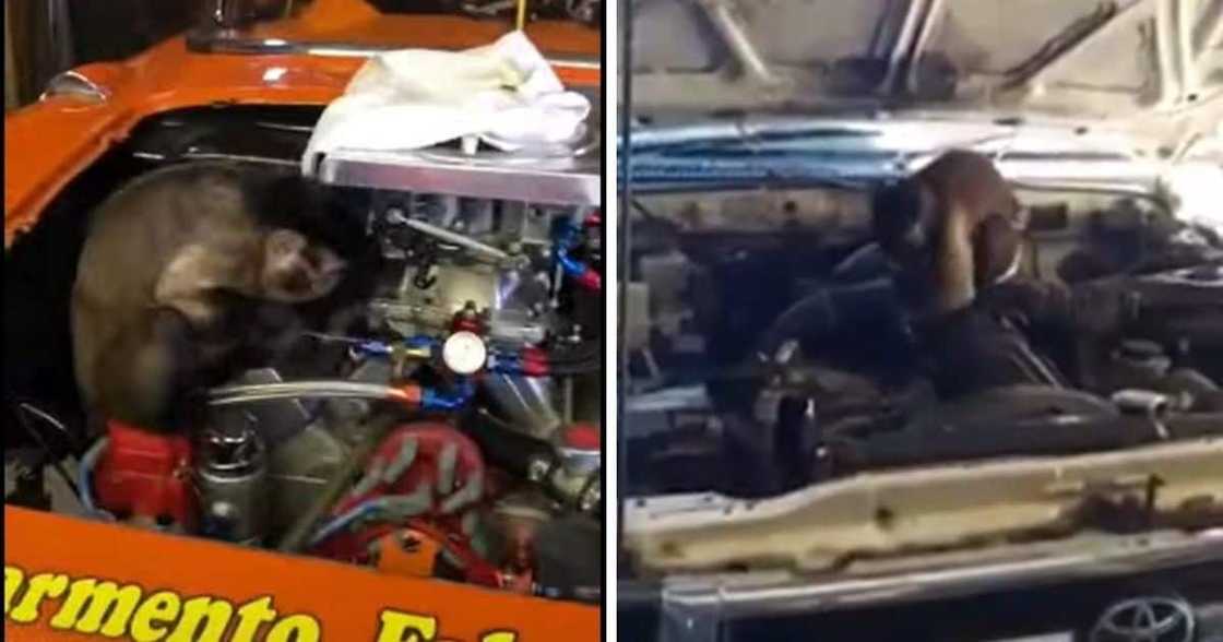 Wait, What? These Monkey Servicing Cars Will Make You Look Twice in Disbelief Wait, What? These Monkey Servicing Cars Will Make You Look Twice in Disbelief