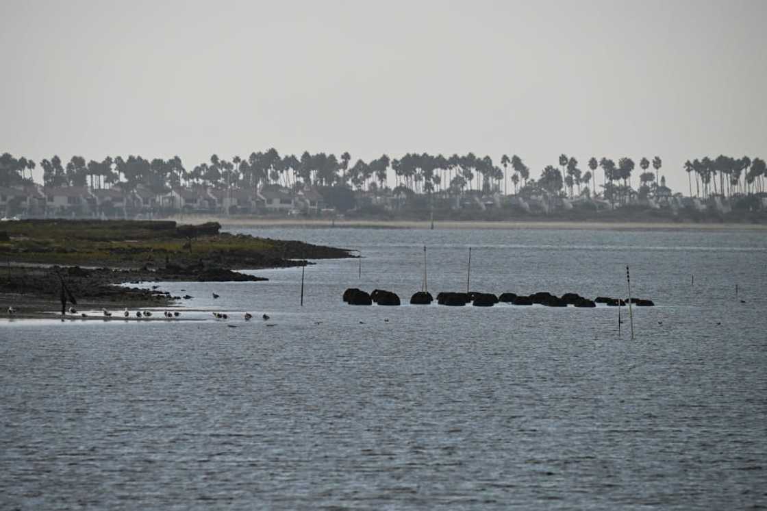 The reef balls seen here form the South Bay Native Oyster Living Shoreline Project near Chula Vista, California