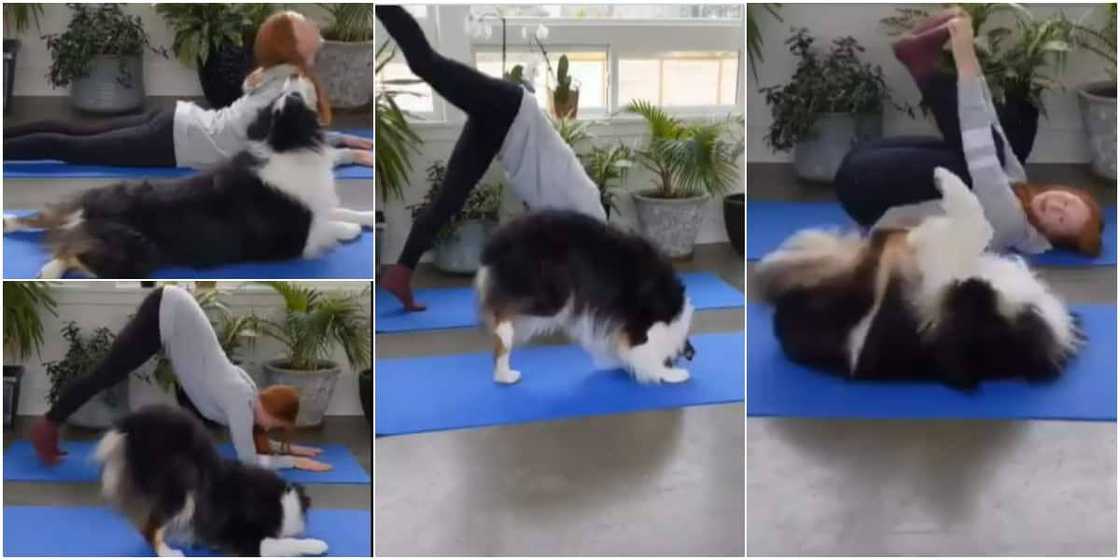 Cute dog 'scatters' the internet with laughter as adorable video of its yoga session goes viral Cute dog 'scatters' the internet with laughter as adorable video of its yoga session goes viral