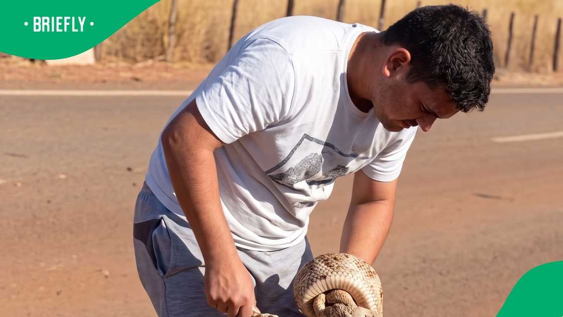 Man picks up puff adder on road