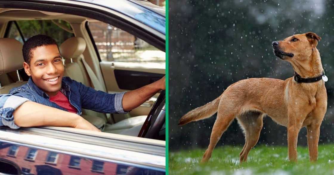 Kasi dog rides car Kasi dog rides car