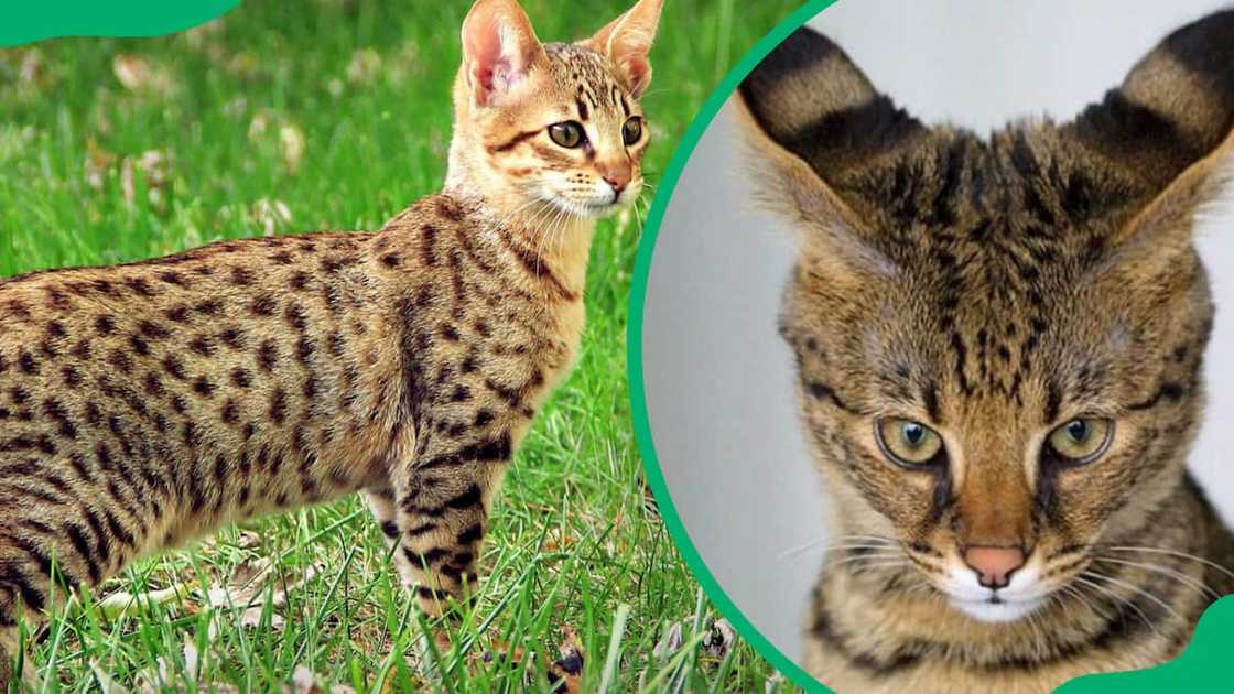 Savannah cat breed Savannah cat breed