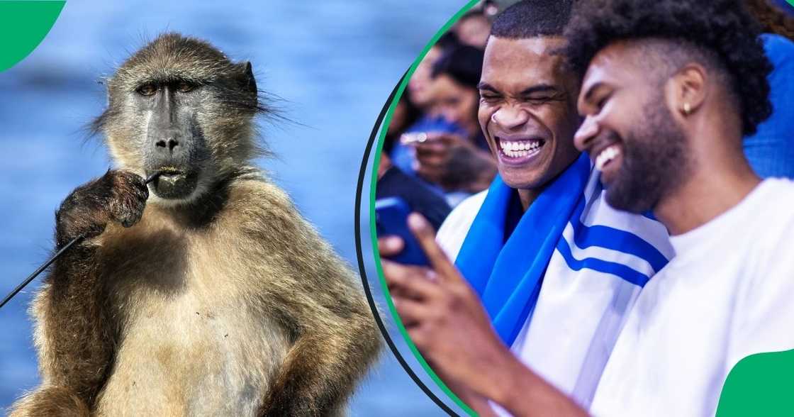 Two baboons roamed in a class with students at NMU, George campus. Two baboons roamed in a class with students at NMU, George campus.