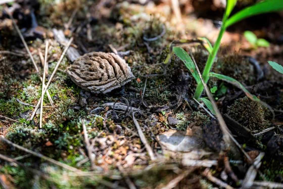 A peach pit lies on the soil on Gregg Farms, in Concord, Georgia in July 2023