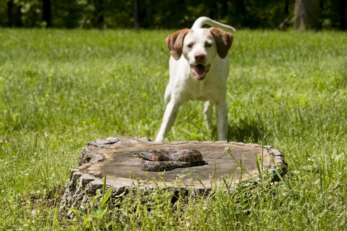 A dog and snake faceoff in a video left South Africans with mixed reactions.