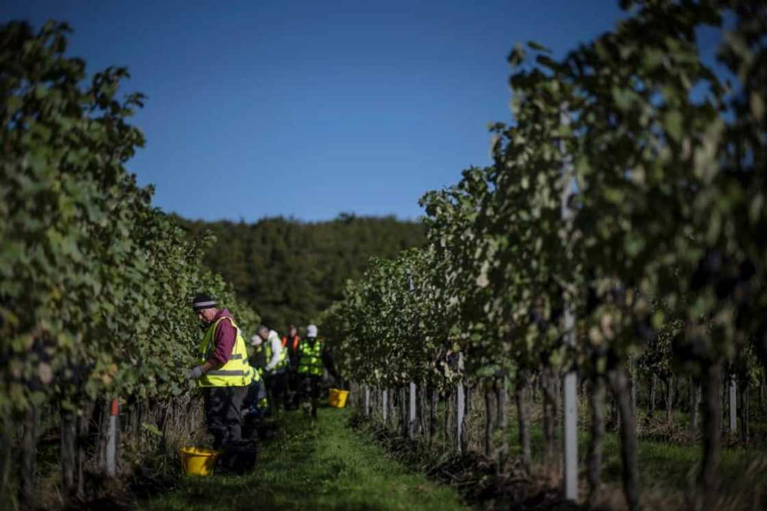 Hotter summers are making southern England suitable for growing grape varieties that have been grown in northern France and Germany Hotter summers are making southern England suitable for growing grape varieties that have been grown in northern France and Germany