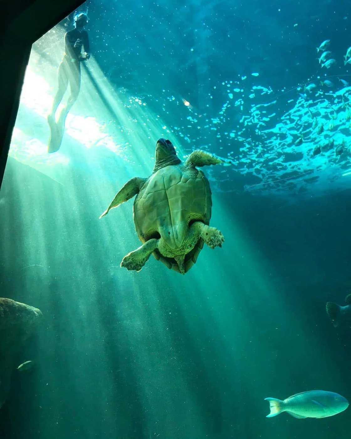 Two Oceans Aquarium Two Oceans Aquarium