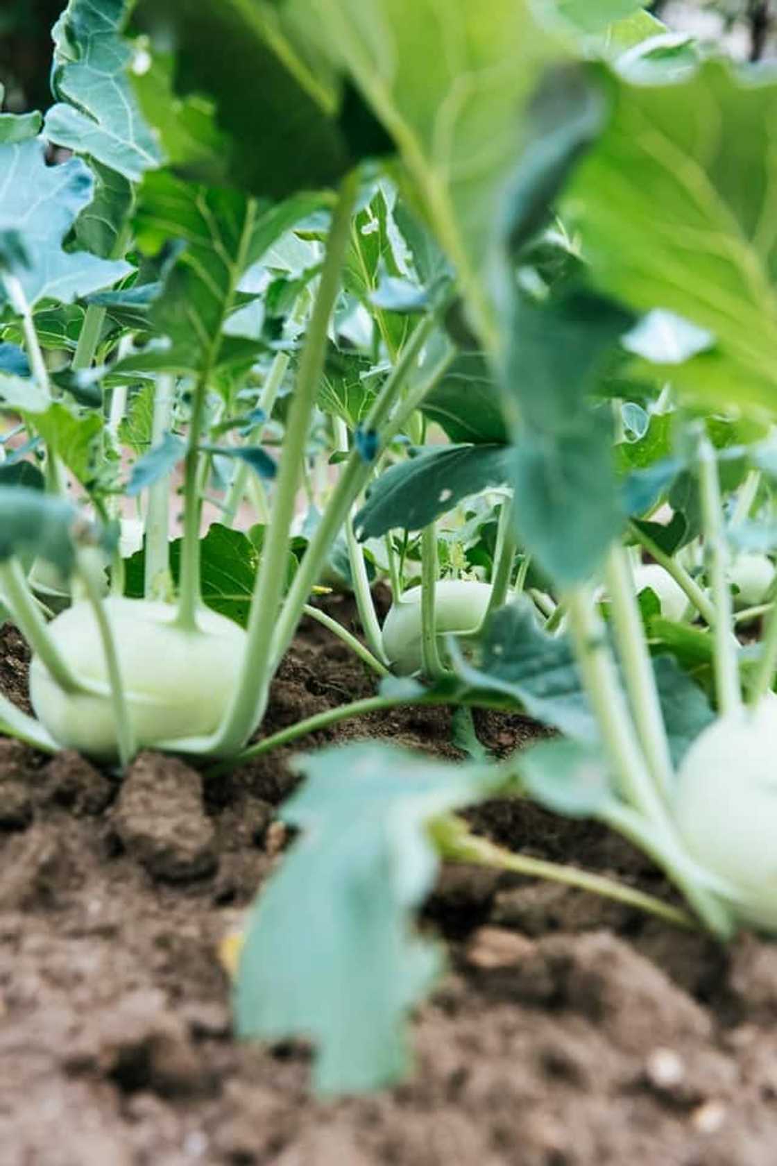Beginner's vegetable planting guide South Africa 2019 Beginner's vegetable planting guide South Africa 2019