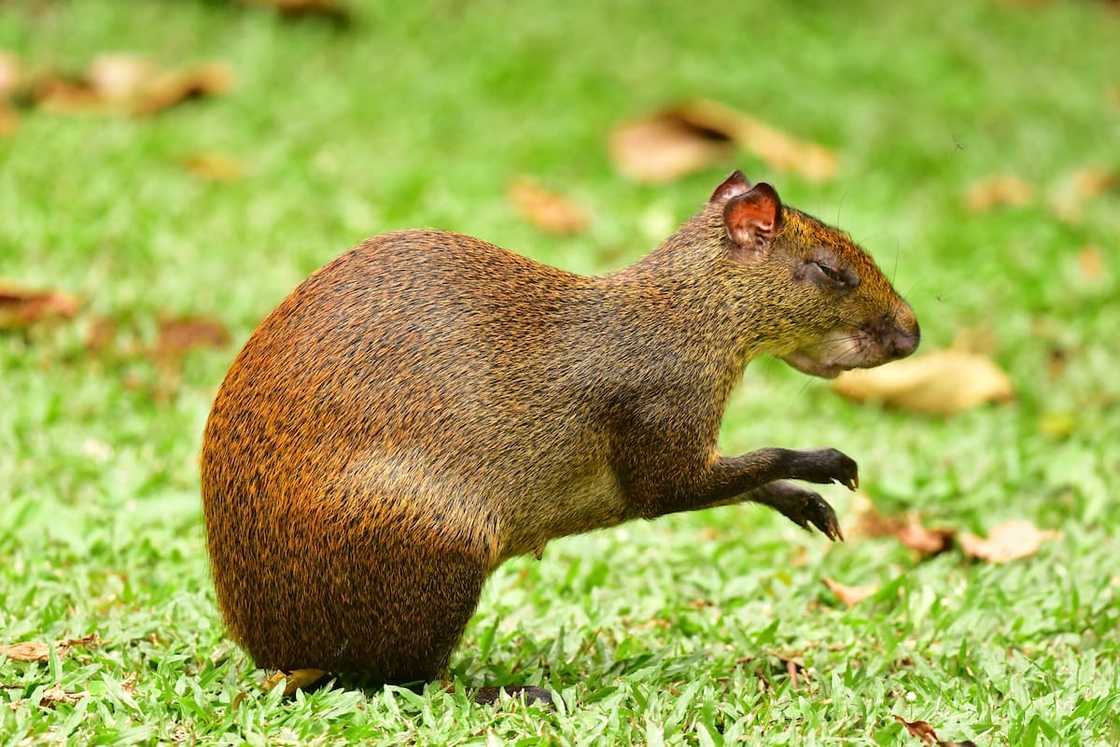 Agouti sitting in Costa Rica Agouti sitting in Costa Rica