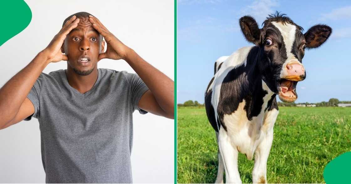 Underfed cows got Mzansi talking