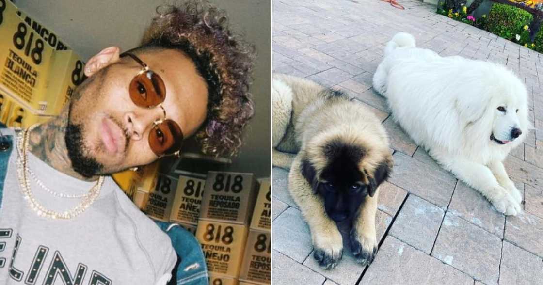 Chris Brown, suing, housekeeper, go attack. Chris Brown, suing, housekeeper, go attack.