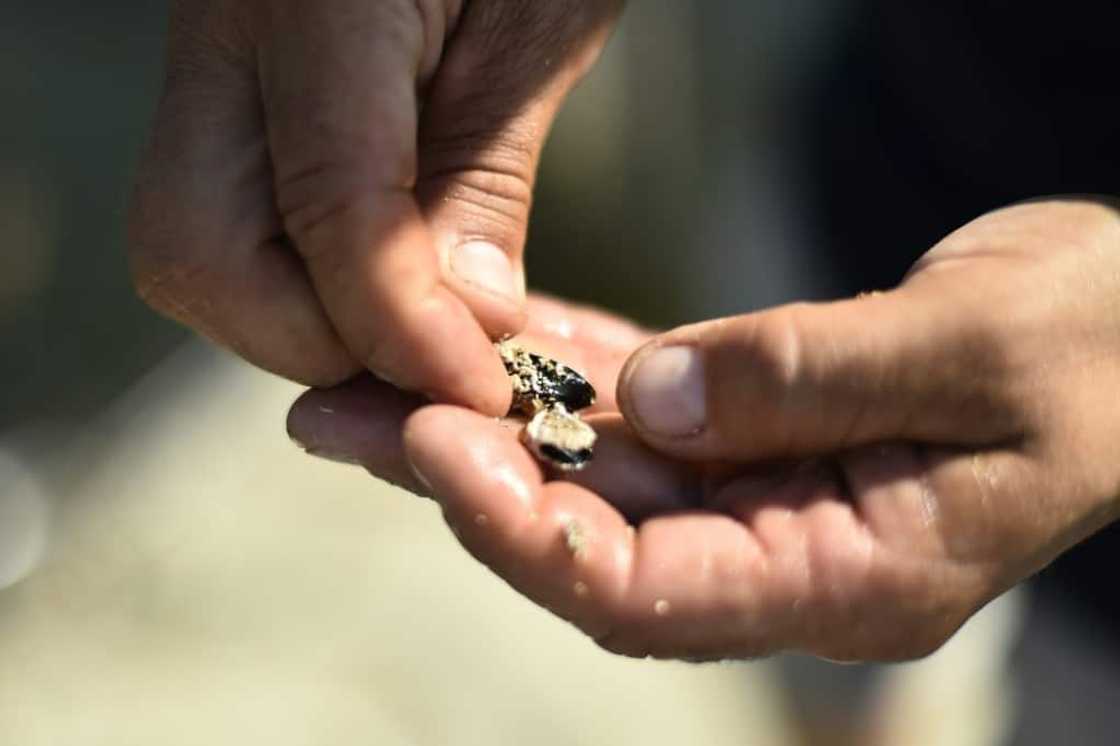 Producers in the Ebro Delta say they've never known such devastation among their young stock for next year