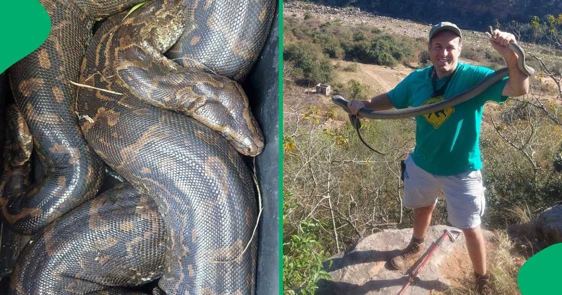 A snake rescuer, Nick Evans showed off a 25kg female python. A snake rescuer, Nick Evans showed off a 25kg female python.