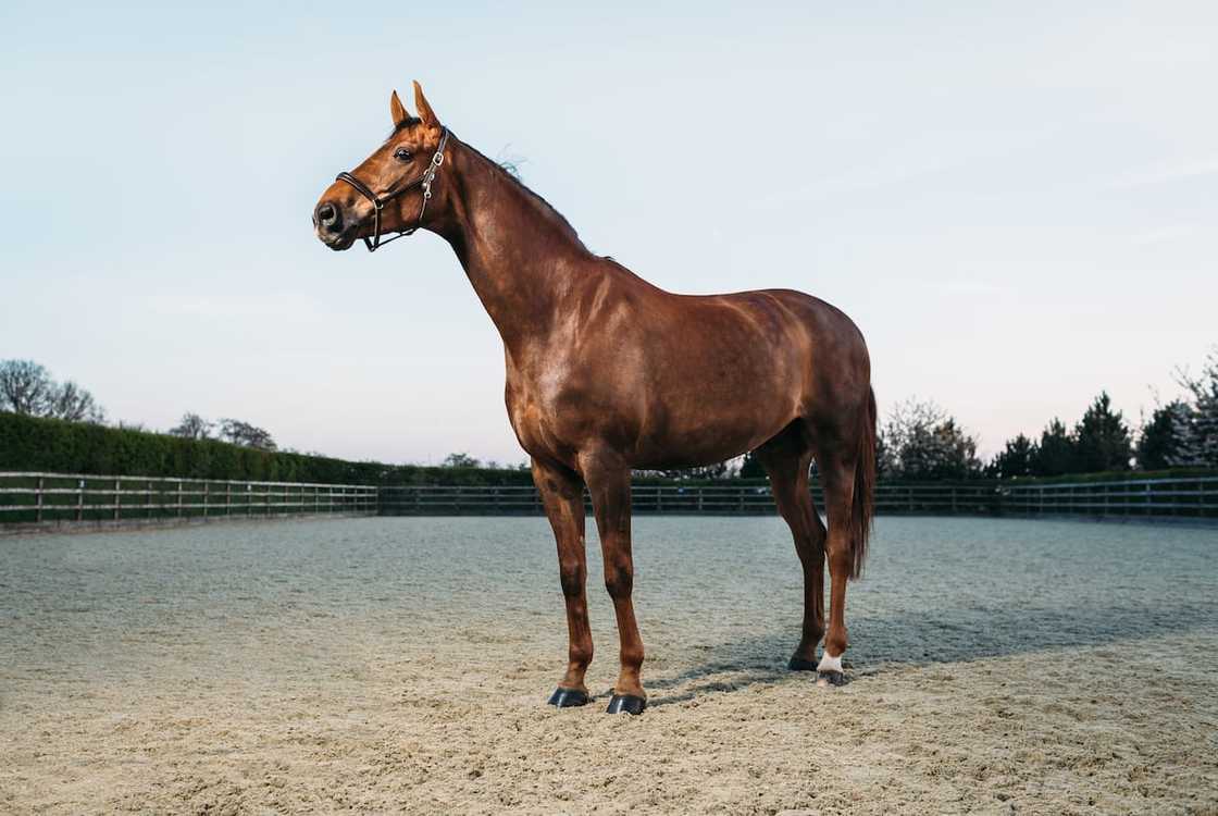 Dressage horses for sale in South Africa Dressage horses for sale in South Africa
