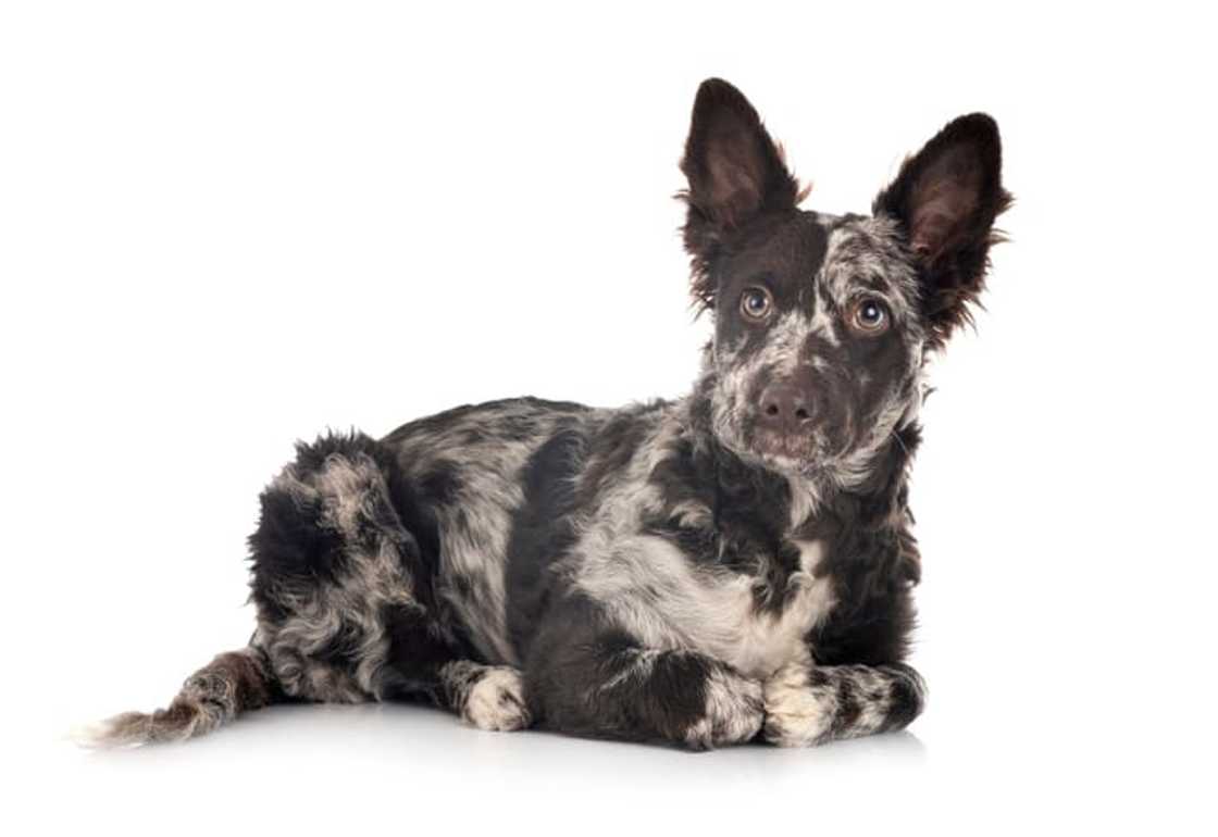 What is the most ugliest dog breed?