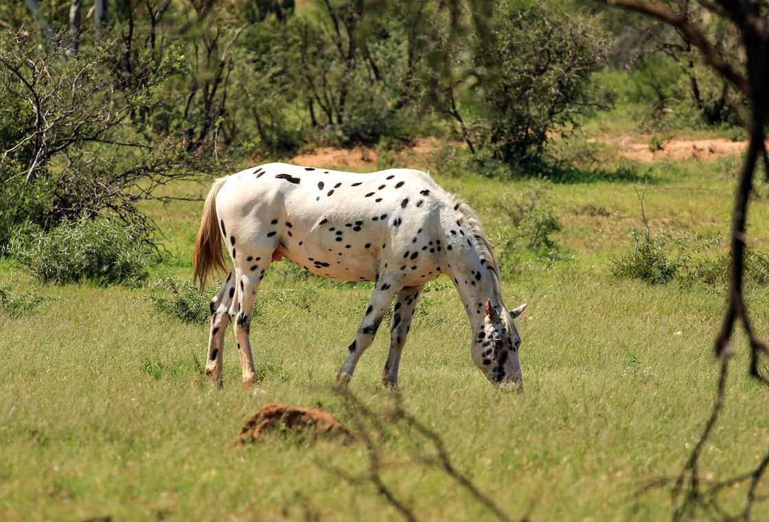Horse breeds in South Africa Horse breeds in South Africa