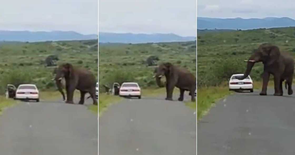 Man running away from elephant