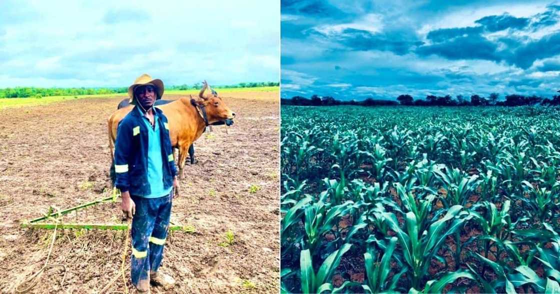Rural Boy, Mzansi, Zimbabwe, South Africa, Farming Rural Boy, Mzansi, Zimbabwe, South Africa, Farming