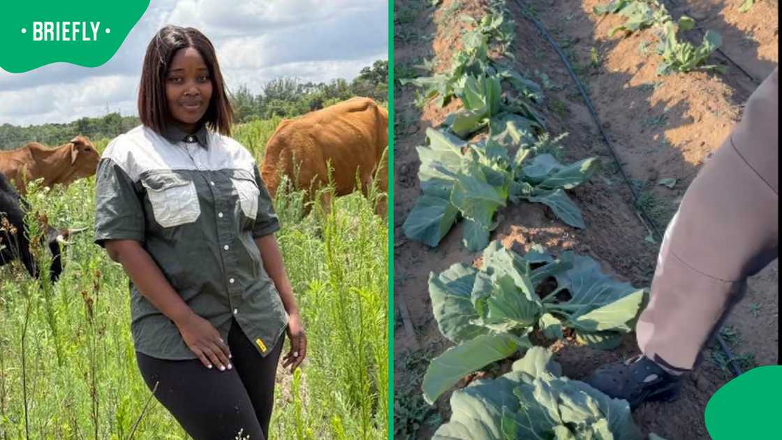 A farmer reveals extensive monkey damage after troop destroys cabbage crop A farmer reveals extensive monkey damage after troop destroys cabbage crop