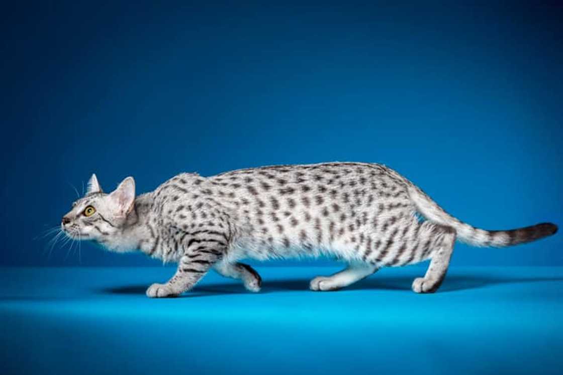 An Egyptian Mau cat on a blue background