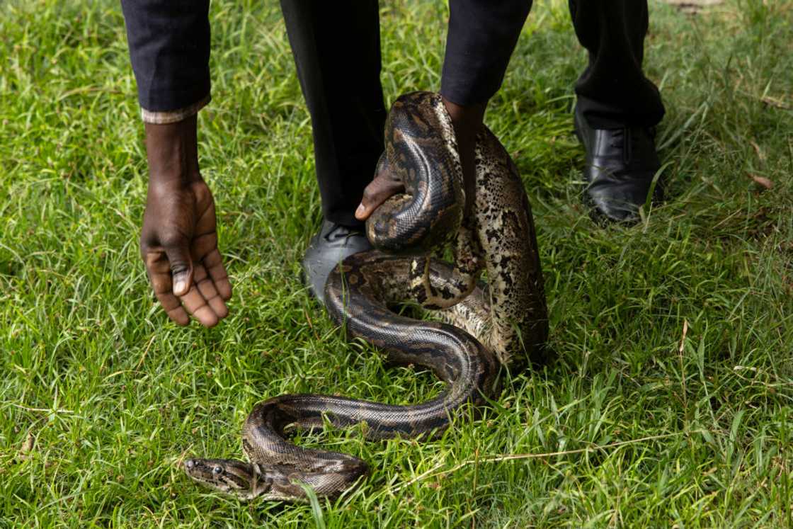 Emergency workers handled the python with bare hands Emergency workers handled the python with bare hands