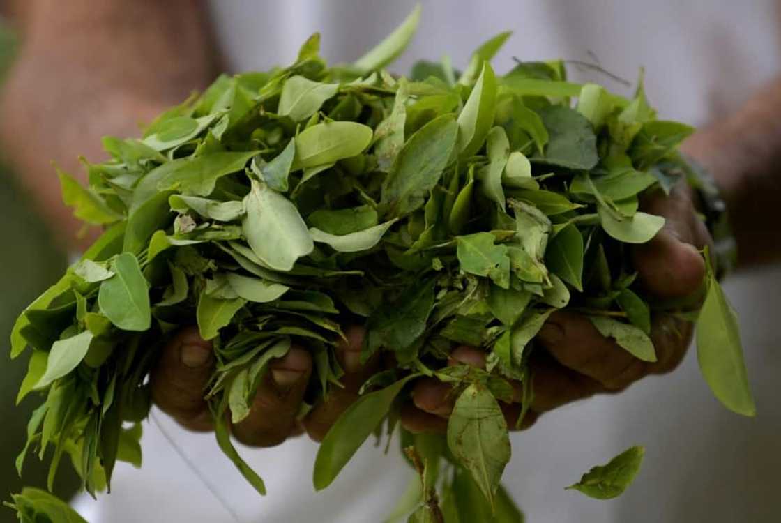 Colombia is the world's leading producer of cocaine from the coca leaf Colombia is the world's leading producer of cocaine from the coca leaf