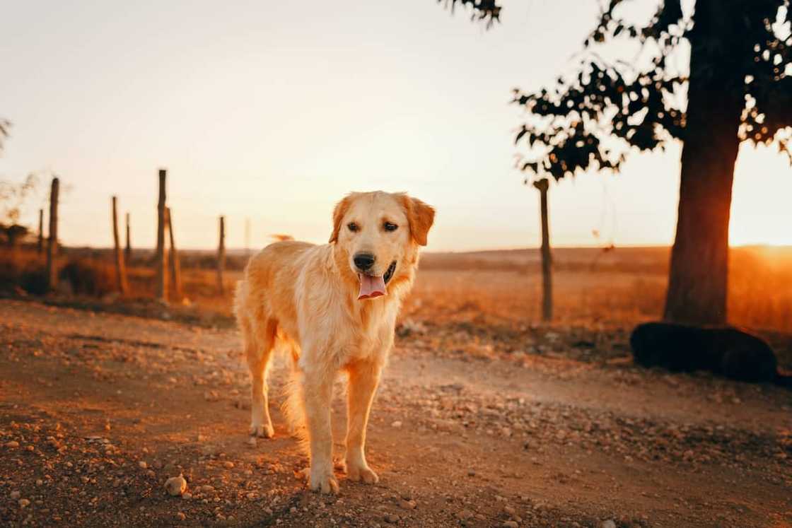 Top 10 gewildste honde rasse in Suid-Afrika Top 10 gewildste honde rasse in Suid-Afrika