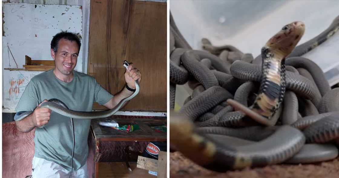 Nick Evans, snakes, video, reaction Nick Evans, snakes, video, reaction