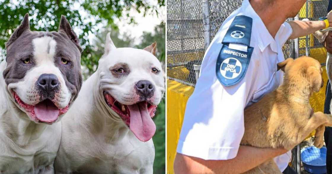 Pit bull owner surrenders dogs Pit bull owner surrenders dogs