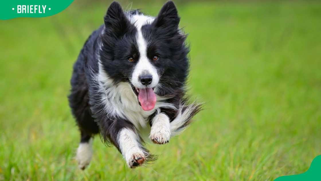 A Border Collie out in the field A Border Collie out in the field