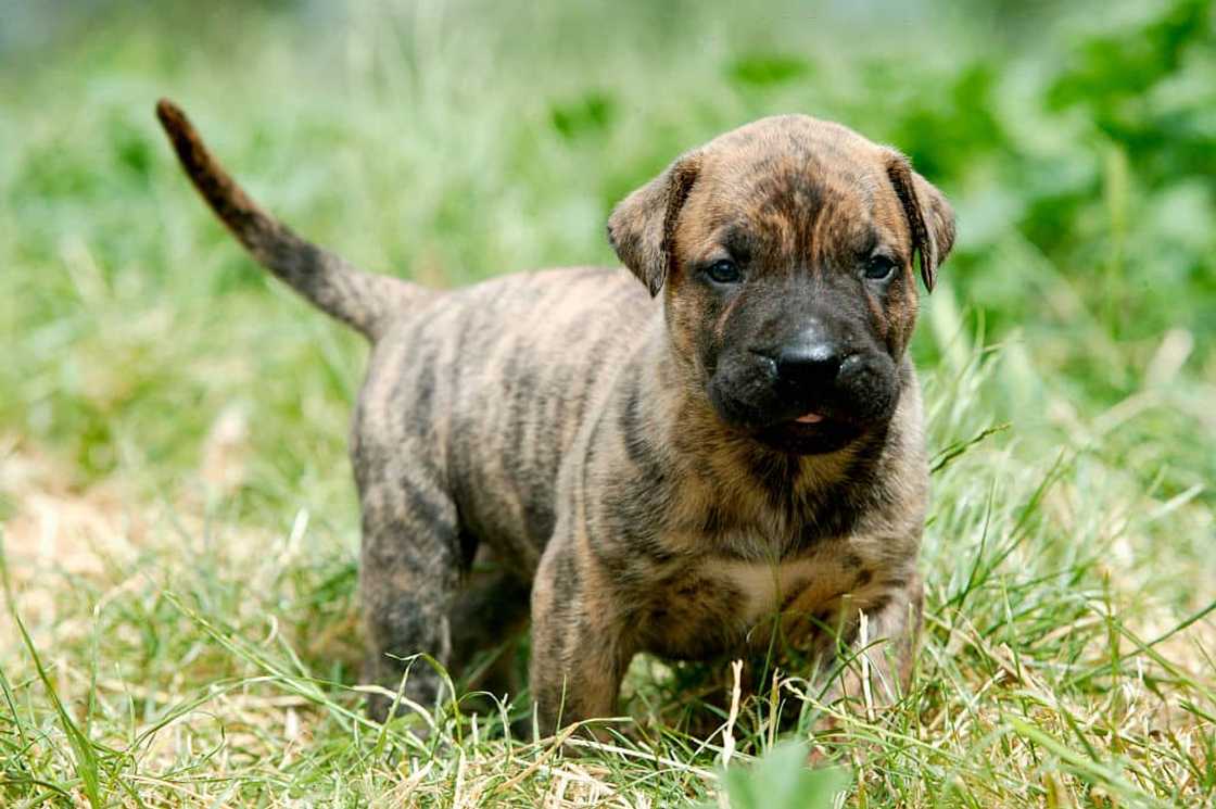 what is the most annoying breed of dog? what is the most annoying breed of dog?